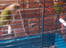 Lovely henconure