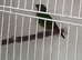 Red faced Parrot finches