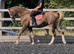 Quality section b gelding