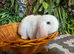 2 mini lop boys