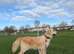 Loving Golden Retriever Looking for a Forever Home