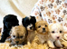 Beautiful Litter of Shihpoochon Puppies