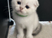 WHITE SCOTTISH FOLD KITTENS