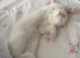 Last white kitten