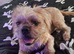 Shih tzu x frenchie