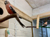 Beautiful pair of Rosa bourkes parakeets