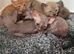 Sphynx x oriental