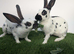 Purebred young English rabbit looking for a good home