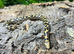 92% Dodoma Sand Boa at Birmingham Reptiles