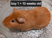 Baby guinea pigs ready now