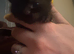 4 baby kittens