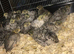 CHINESE PAINTED BUTTON QUAILS !