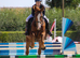 16.3hh Chestnut Mare