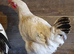 Lovely 6 month old light sussex Cockerell