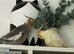 Beautiful pair of cockatiels 3 months very tame