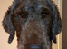 Hypoallergenic Health checked PROVEN Curly None Shedding Labradoodle STUD