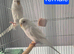 Budgies available