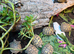 Hermann tortoise hatchlings, 2026, for sale