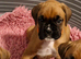 BEAUTIFUL KC PUPPIES