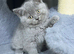Stunning BSH kittens