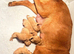 Labrador pups health tested