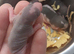 Baby dumbo rats