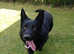 German shepherd stud