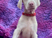 KC registered health tested Dobermann puppies