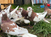 Tumblers pigeons All pair up