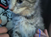 Beautiful maine coon cross kittens