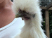 Male white silkie - 7 weeks old