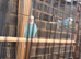 Budgies for sale