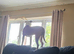 9 month Male American bulldog