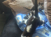 3 kittens ready to leave