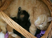 Pretty Litter of Mixed Breed Kittens Ready Now :) One Girl Still available :)