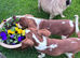Gorgeous Cav Puppies