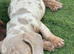 Miniature dachshund puppies