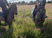 Registered Welsh A gelding 3 years ago strawberry roan