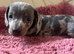 Miniature dachshund