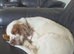 9 month old clumber spaniel