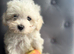 Small beautiful girls available ready now f1