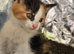 Gorgeous kittens need a loving home .