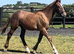 "Stallion Potential Registered Irish Draught " Liver Chestnut Colt Showing Horse