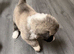 American Akita Puppies
