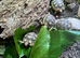 Baby Marginated Tortoise 2026 Hatchlings