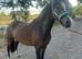 Project pony