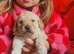 Beautiful mutigeneration Labradoodle