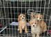 Cavapoo puppies