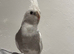 Tamed Cockatiel with Cage
