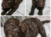 American cockapoos (health tested clear 250 conditions)